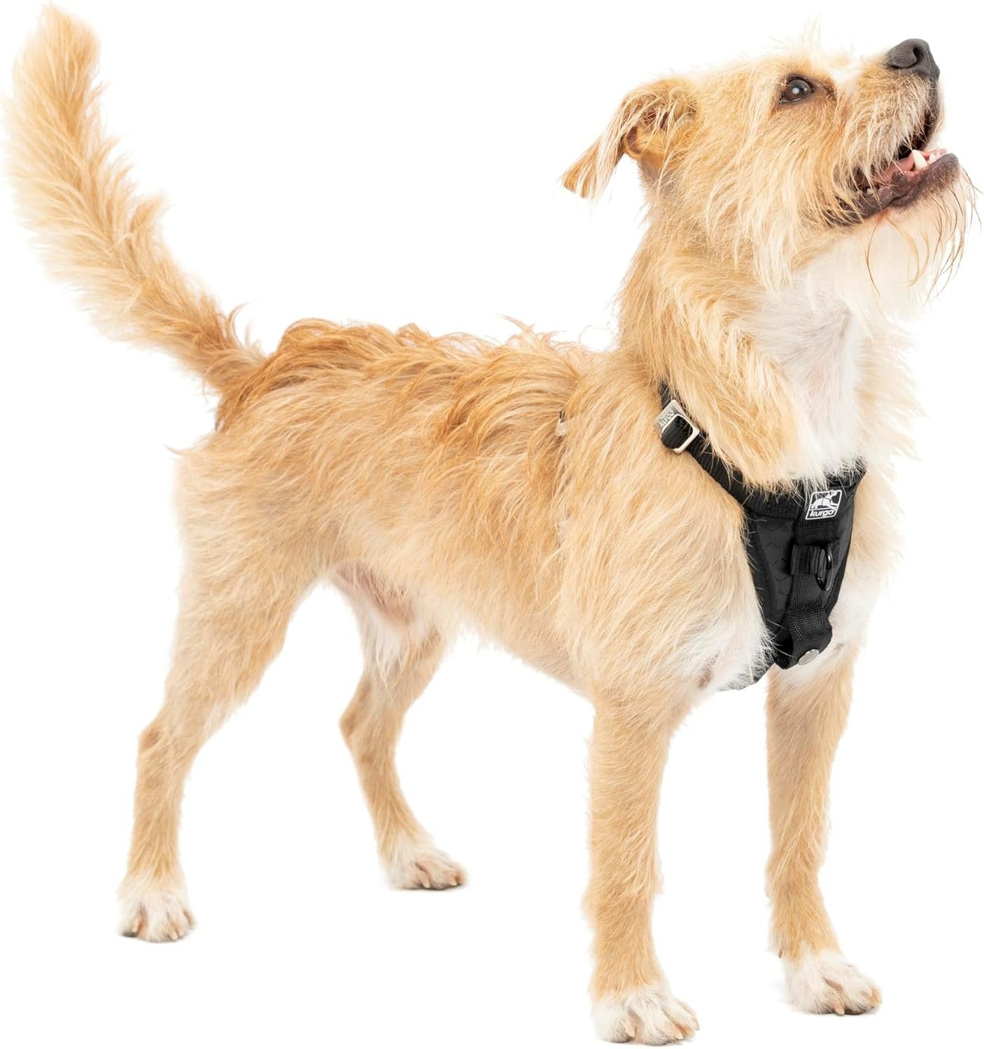 Kurgo Enhanced Strength Tru-Fit Dog Car Harness – Pet Travel Safety Harness – Crash Test Certified Fit – Five Point Adjustment – Secure Buckle – Padded Chest – Black – Small