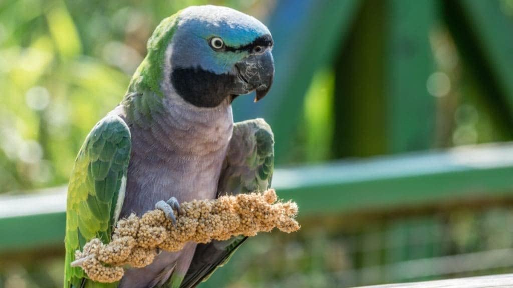 CountryMax HG9M Spray Millet Natural Treat Food Non-GMO Pesticide Free for Parrots, Parakeets, Finches, Lovebirds (1 Pound)