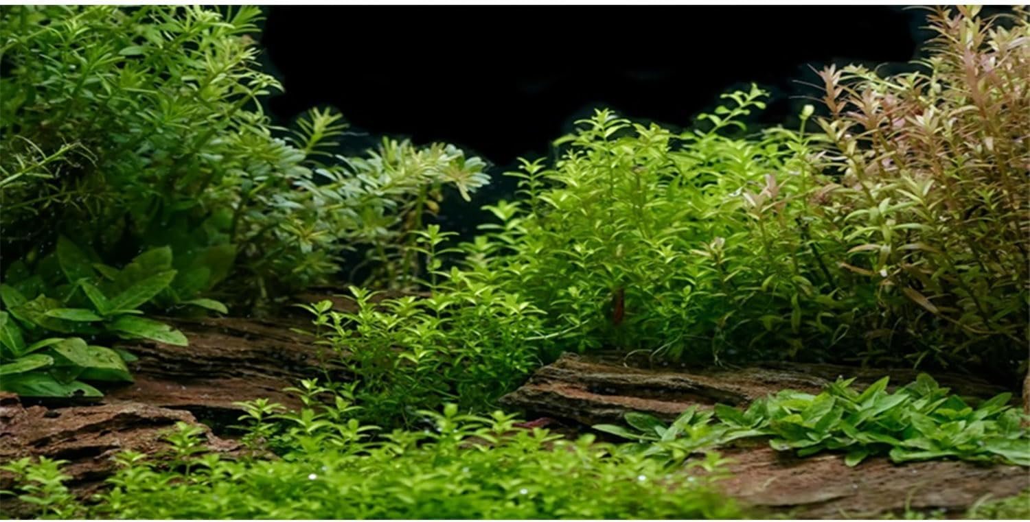 AWERT Aquarium Background River Bed & Lake Aquatic Plant Fish Tank Background Vinyl 24×12 inches