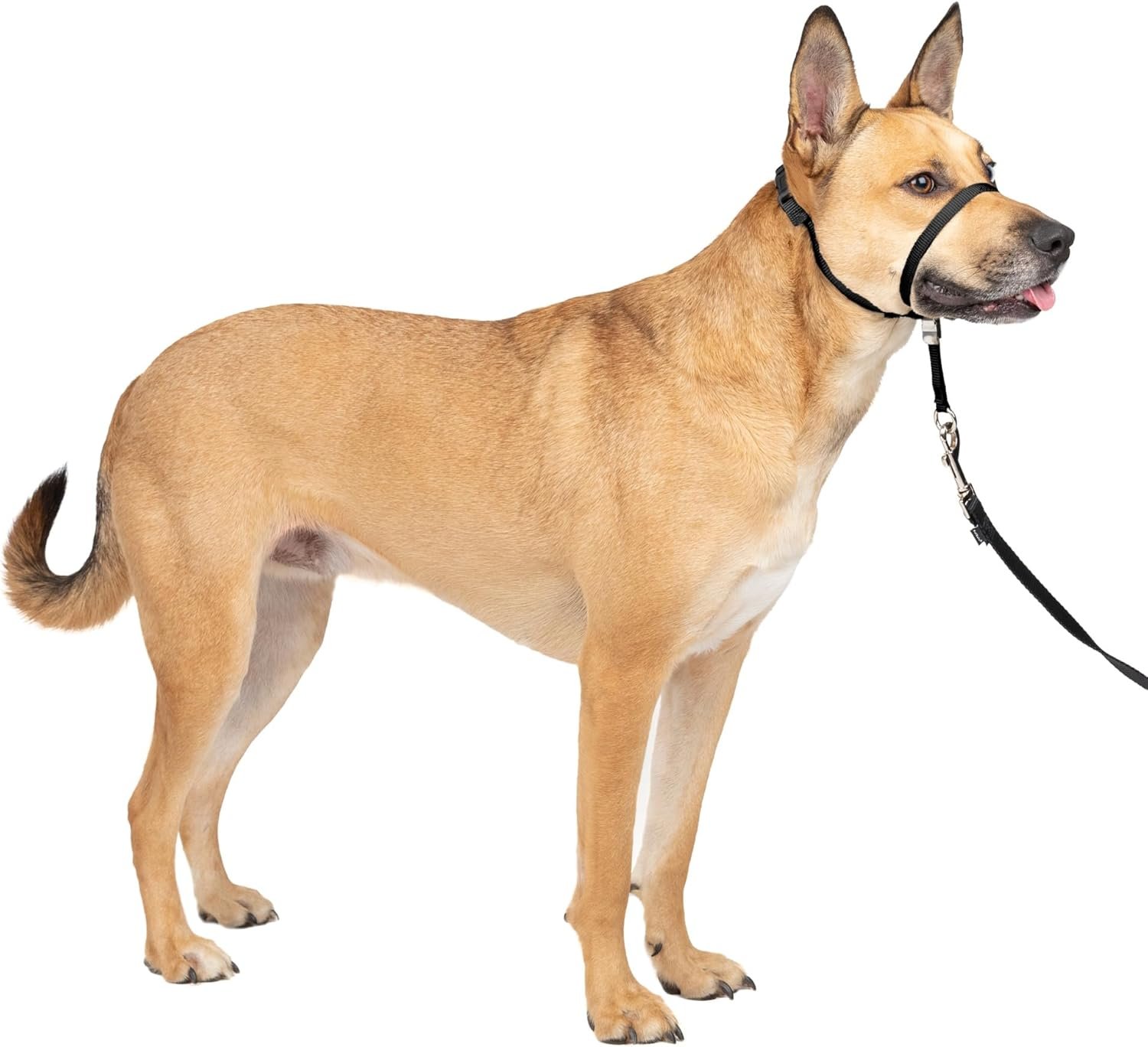 PetSafe Gentle Leader No-Pull Dog Headcollar – The Ultimate Solution to Pulling – Redirects Your Dog’s Pulling for Easier Walks – Helps You Regain Control – Medium, Black