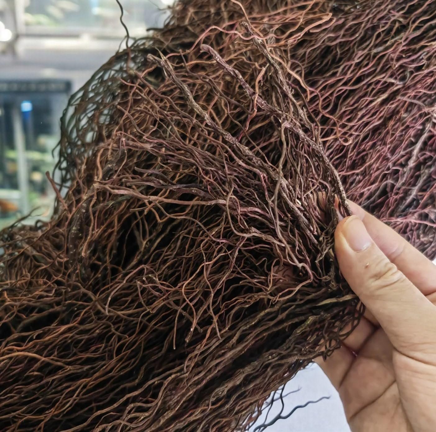 YZHZOM 160g Aquarium Driftwood Roots – Bushy Tank Wood for aquascaping -Perfect for Fry, Shrimp or Terrarium,Natural Wood Roots for Aquarium aquascaping