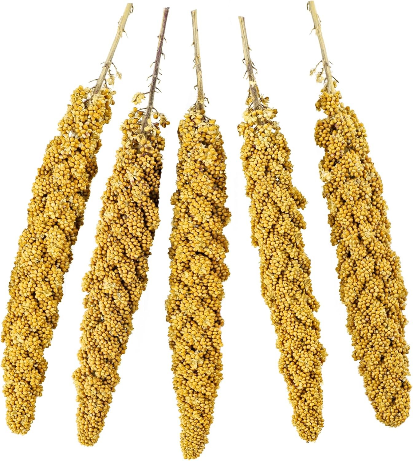 JOR Bird Spray Millet, Premium Treats for Parakeets, Finches, Canaries, Budgies & Small Pet Birds, Sun Dried and Vacuum-Sealed Freshness, Yellow and Brown Color, 8″- 12″, 3 oz. per Pack  